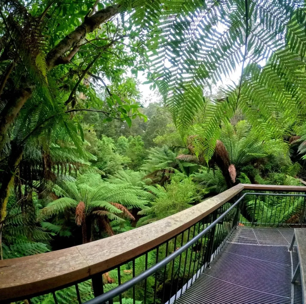 Cape Otway