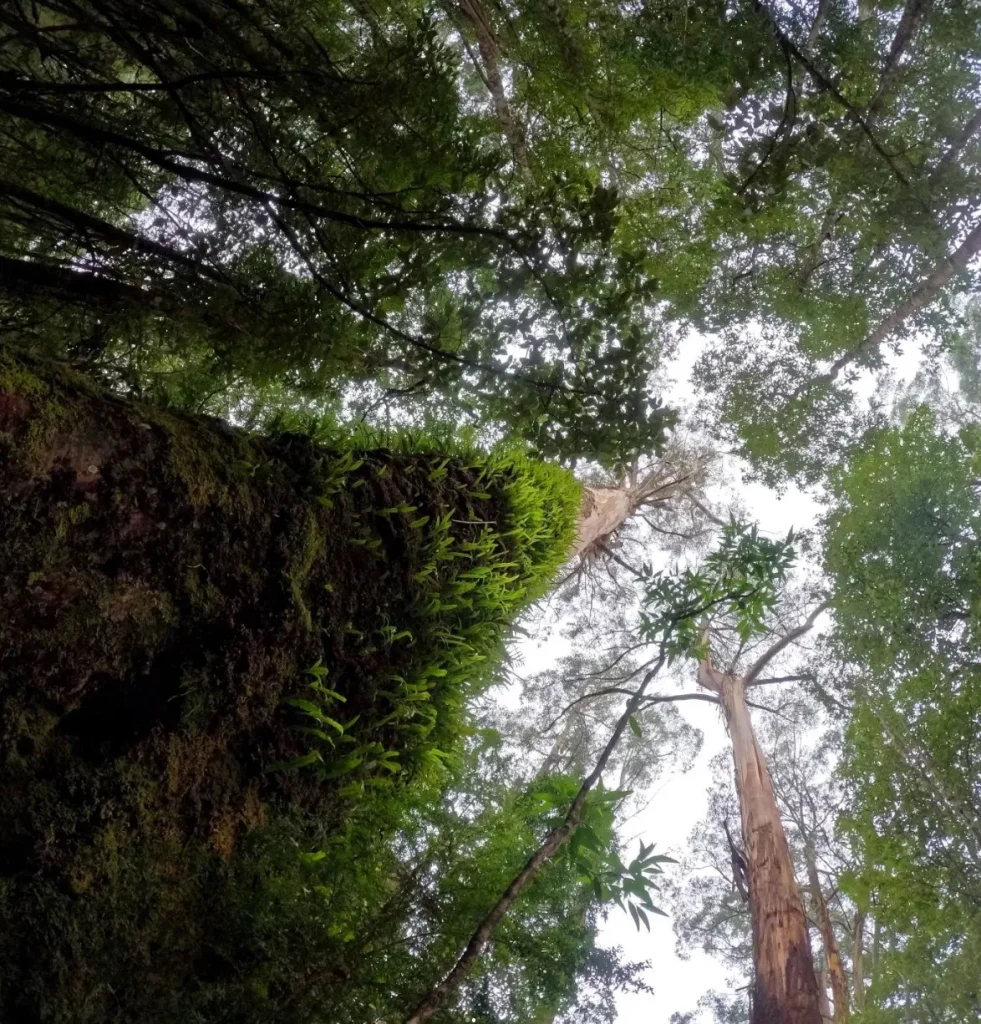 Flora and Fauna in the Otways