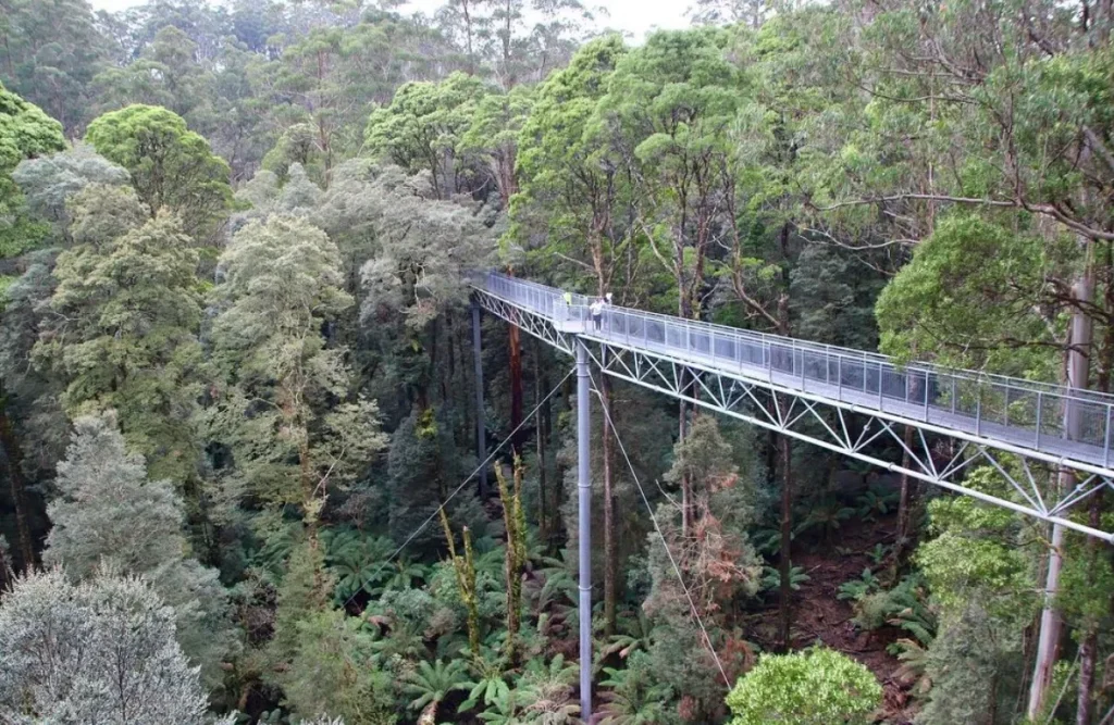 Otway Fly Tree Top walk