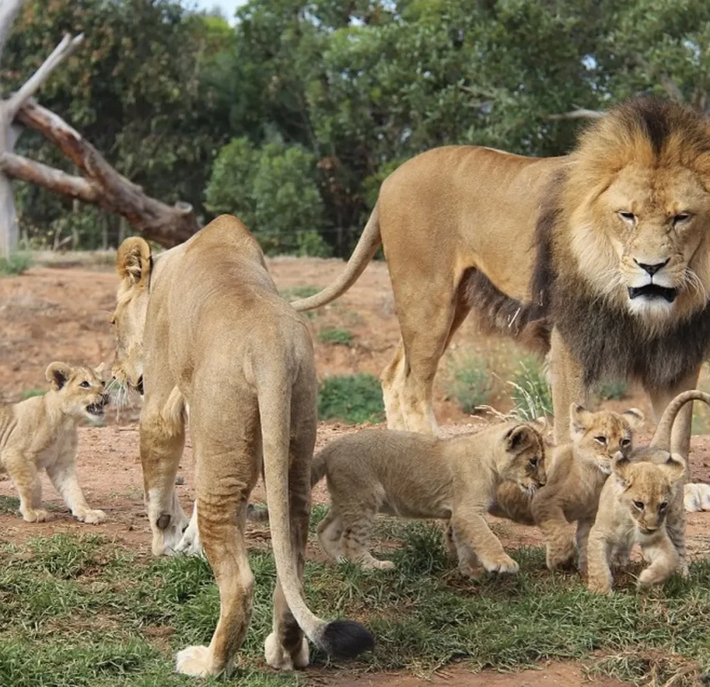 Werribee Open Range Zoo