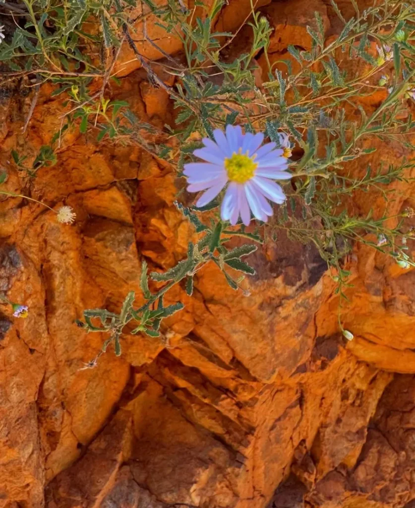 Larapinta Trail