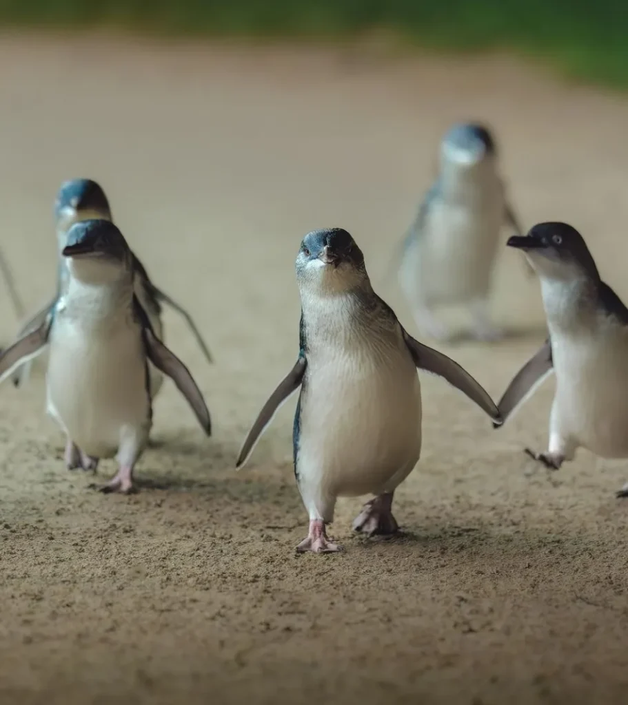 Penguin Parade