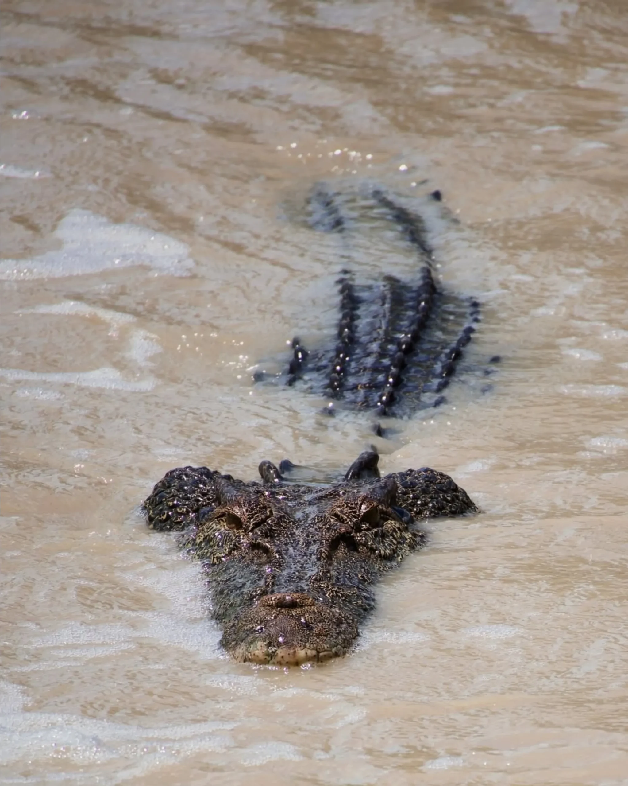 Crocodiles, Kakadu