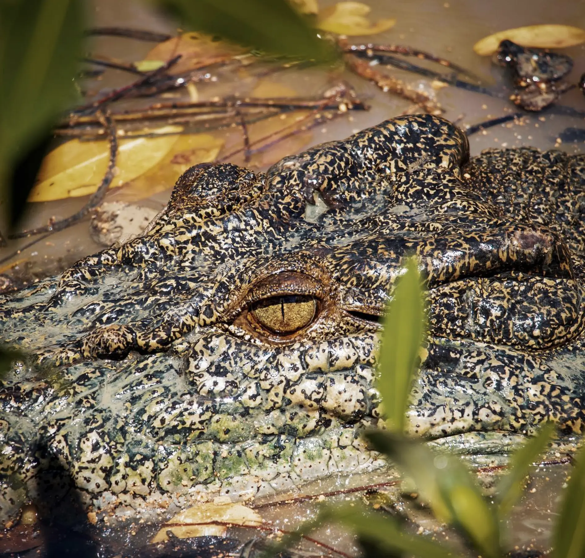 Are There Crocodiles in Edith Falls?