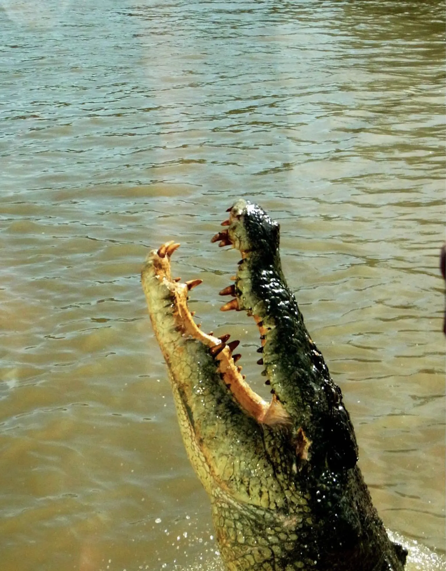 Crocodile Country Katherine