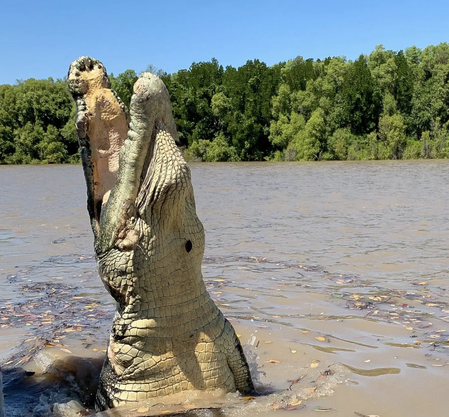 Edith Falls Crocs