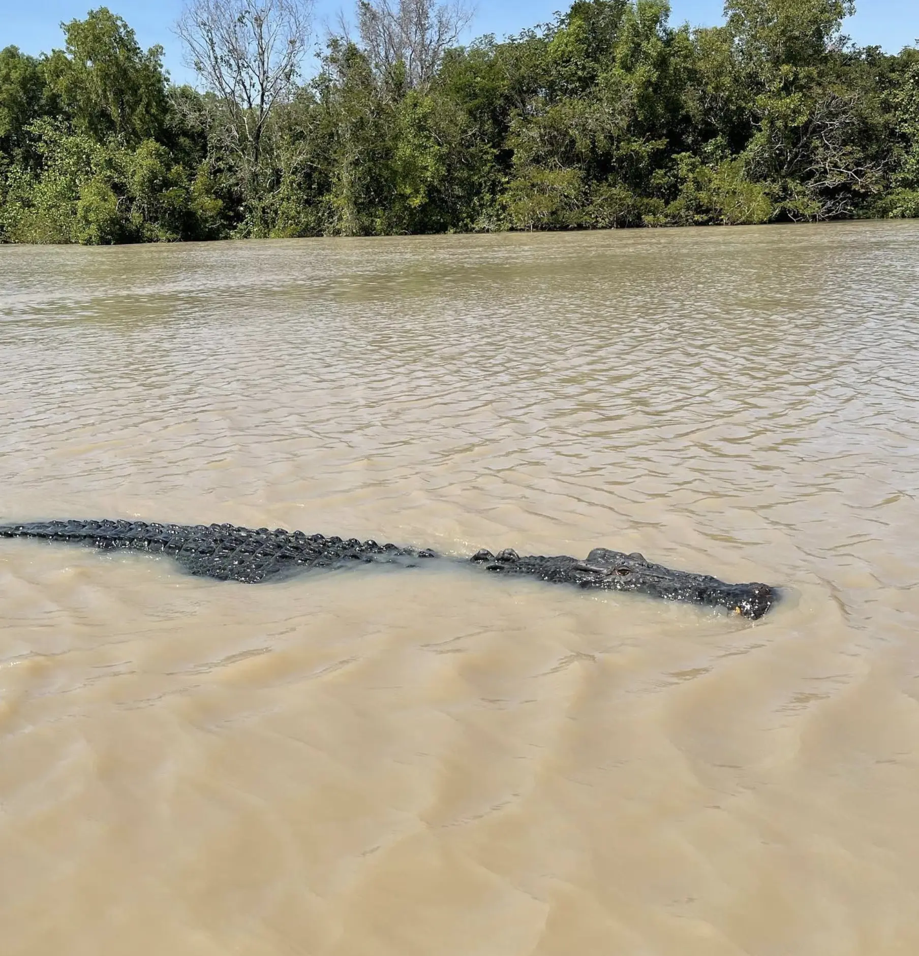 Katherine Gorge Crocodiles