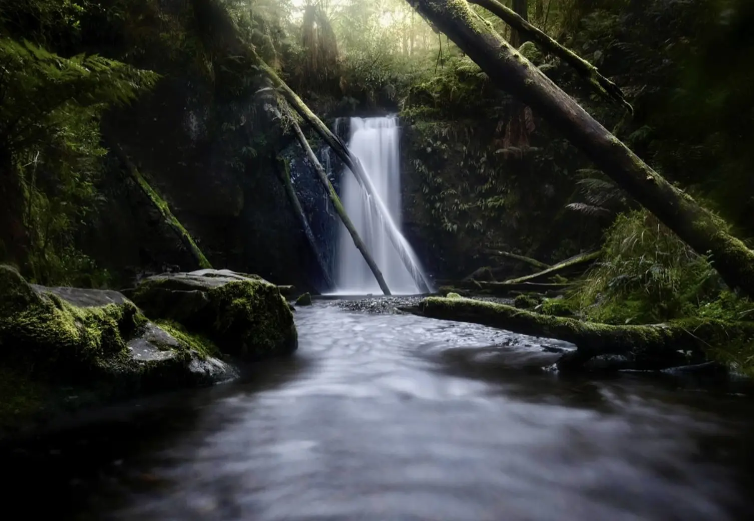 Rainforest Adventure